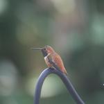 Mr. Rusty Rufous