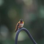 Mr. Rusty Rufous