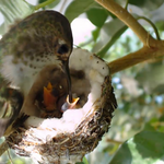 Eva feeding Isis & Astra first day.