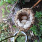 Eva laid second egg April 12, 2014