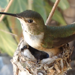 May 2, 2014.  So hot Eva stands on the nest instead of sitting on it. 