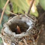 Victoria hatched April 27, 2014