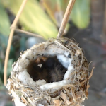 Baby has egg shell in the shape of a heart on her.  So sweet. April 29, 2014