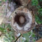 Eva laid first egg April 10, 2014