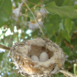 Bella laid her eggs April 21 & 23, 2014