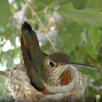 Bella on her nest. 
