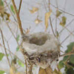 Bella's heart shaped nest. 